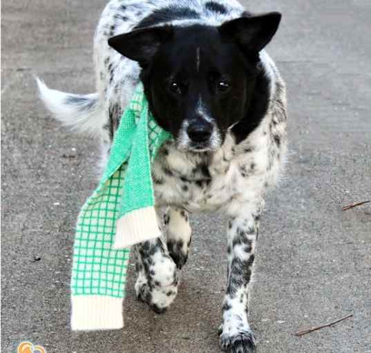 Photo of Pistachio