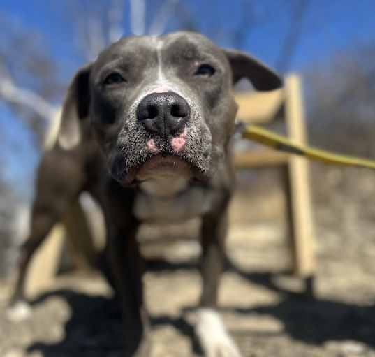 Photo of Smokey