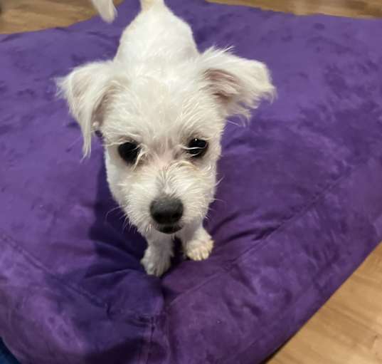 Photo of Georgie