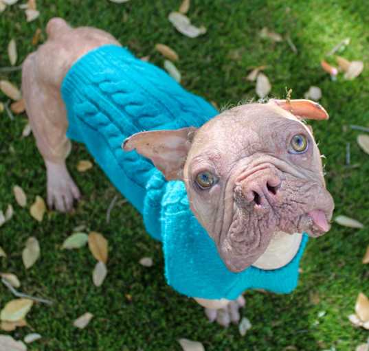 Photo of Dobby- Hairless frenchie