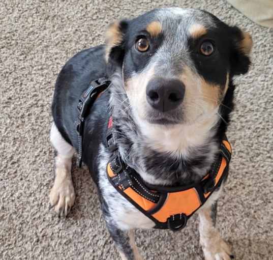 Photo of Nova
