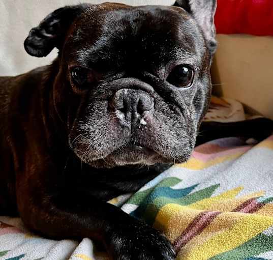 Photo of Tater