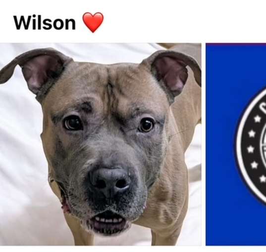 Photo of WILSON