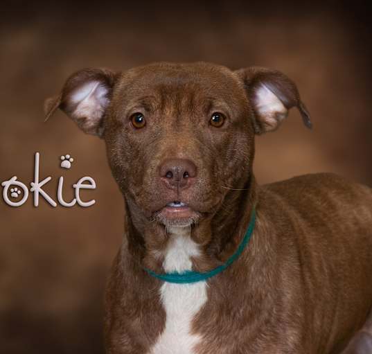 Photo of Cookie