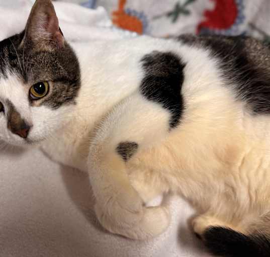 Photo of Smudge