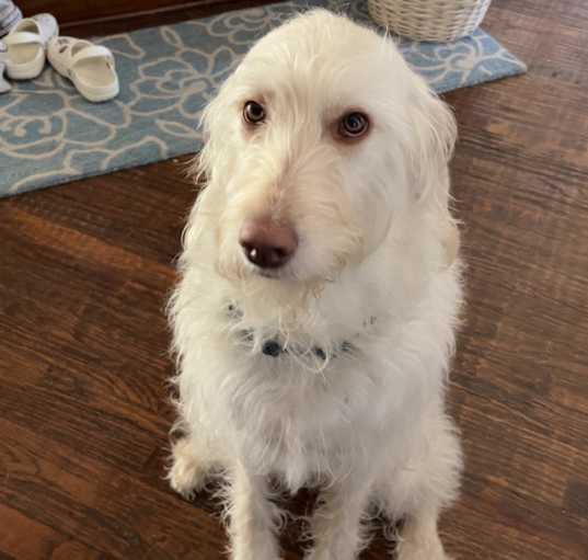 Photo of Koda