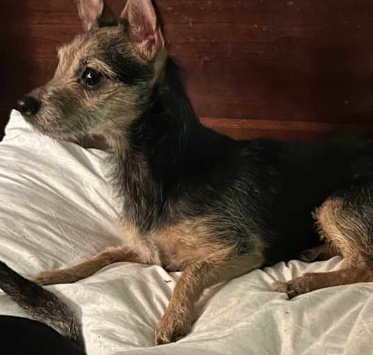 Photo of REESE