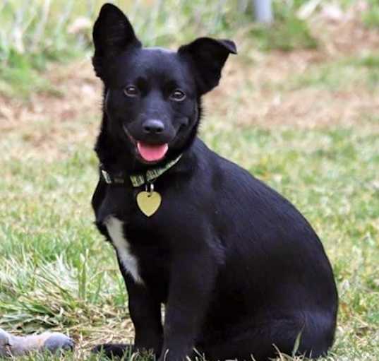 Photo of Hawaiian Island Pup - Maui