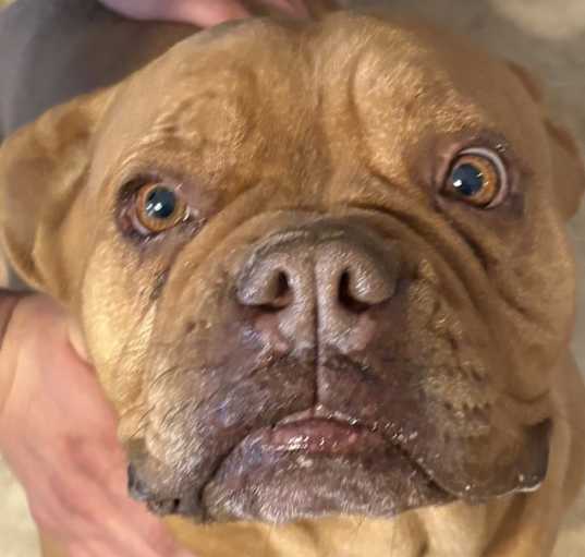Photo of Honey