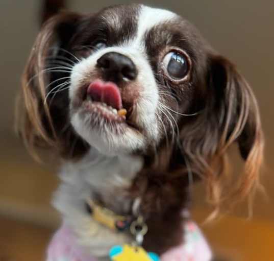 Photo of FIONA (DIABETIC)