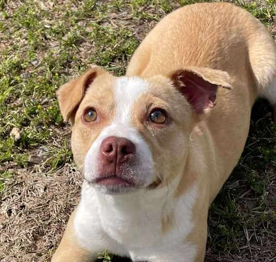 Photo of MADELINE/URGENT