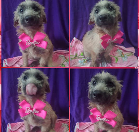 Photo of NALA