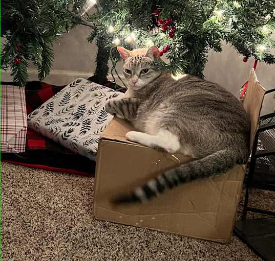 Photo of Pretty Kitty (PK)