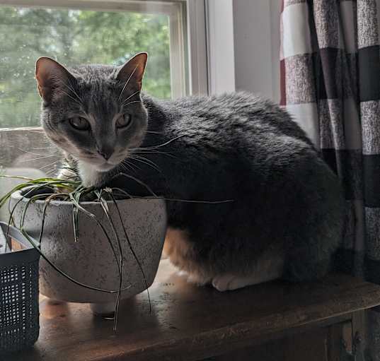 Photo of Sneaky Grey (Grey)