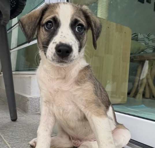 Photo of Dash