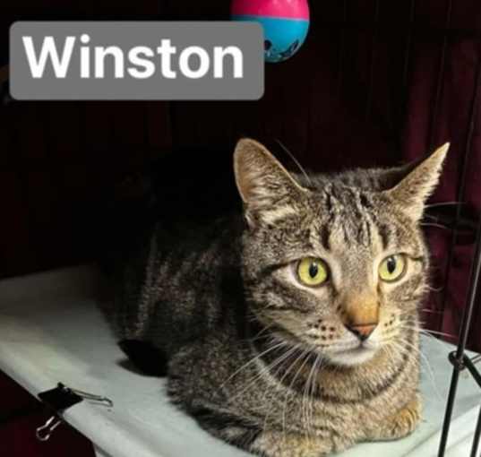 Photo of Winston