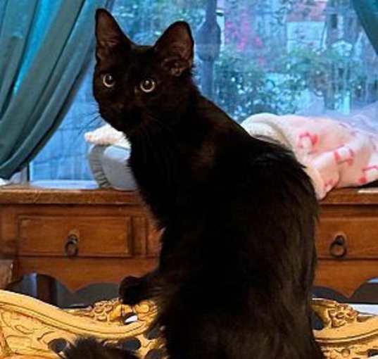 Photo of SHADOW