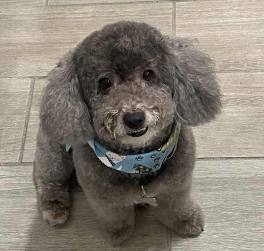 Photo of Bear