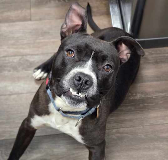 Photo of Banjo