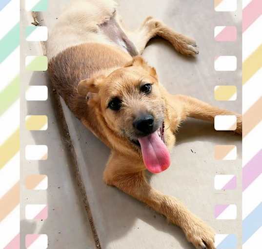 Photo of OSCAR - Tri Pawd!