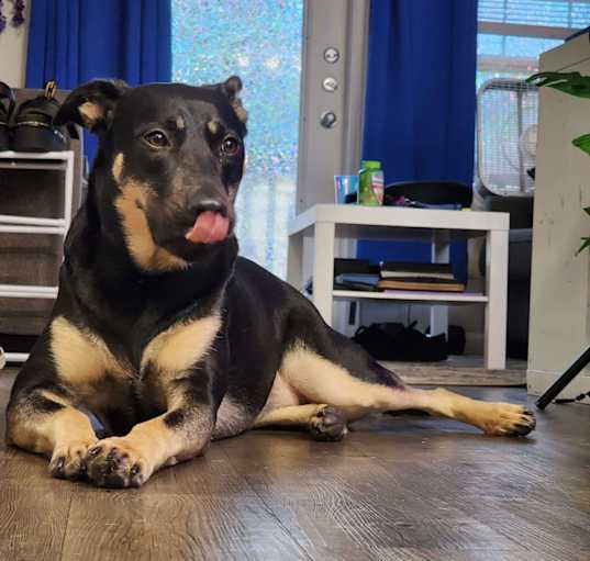 Photo of Nova