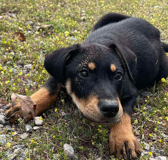 Photo of DUKE/ADOPTED