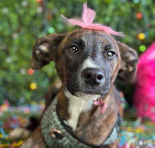 Photo of Brandy