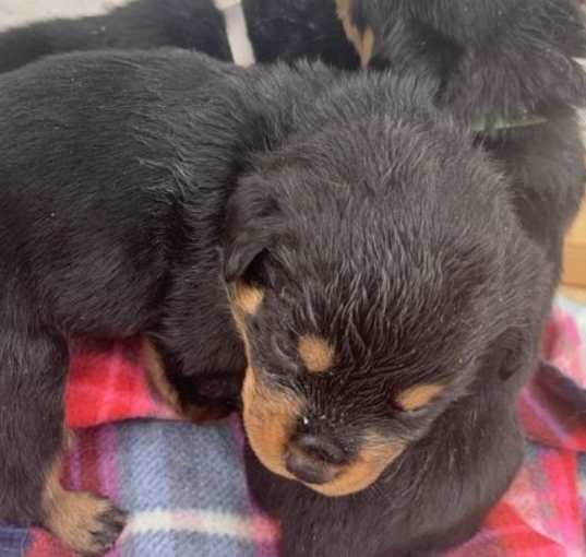 Photo of Comet