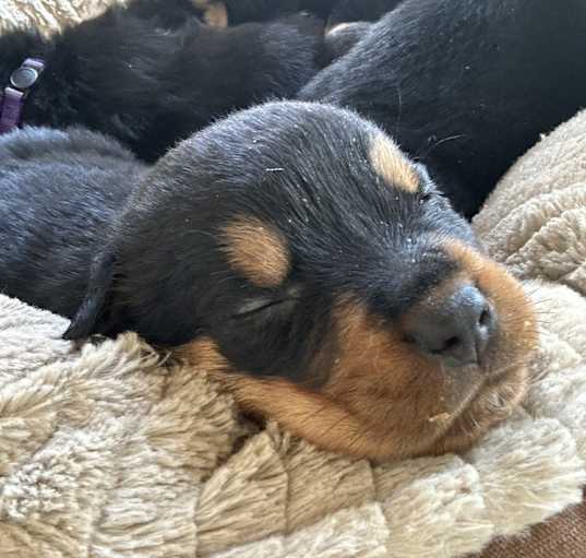 Photo of Cosmo