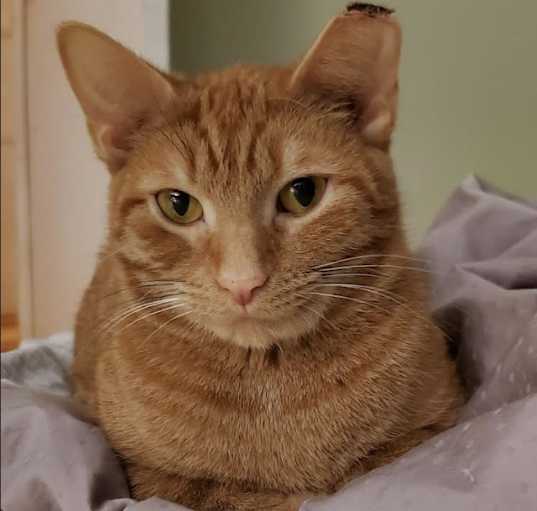 Photo of Furgie