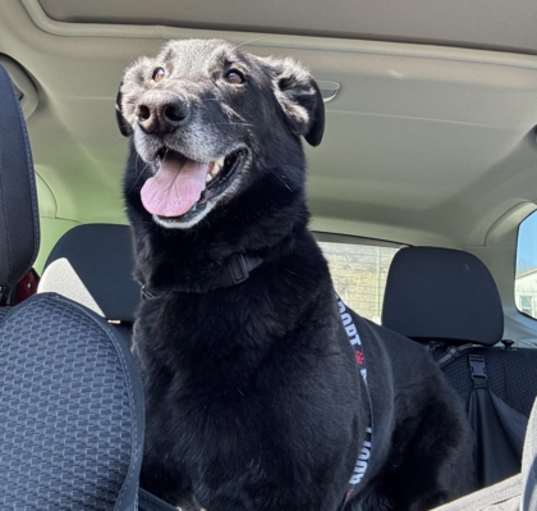 Photo of Onyx