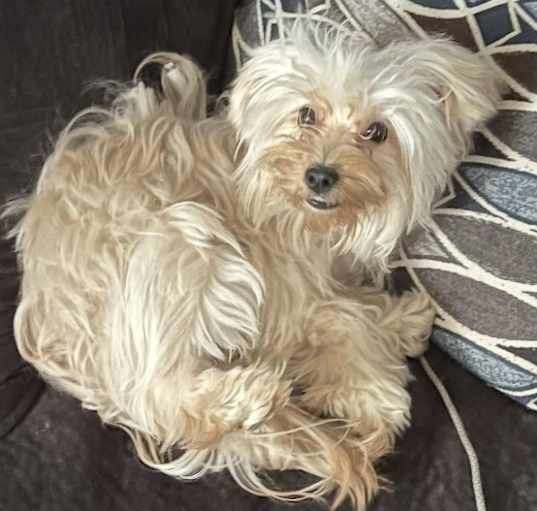 Photo of Gidget