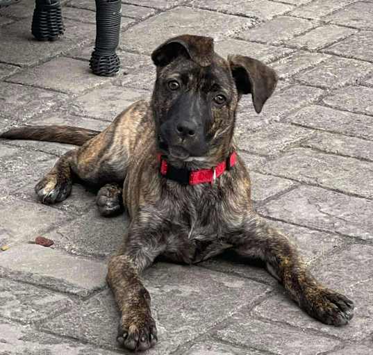 Photo of Harriet the Catahoula Mix