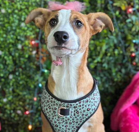 Photo of Roxie
