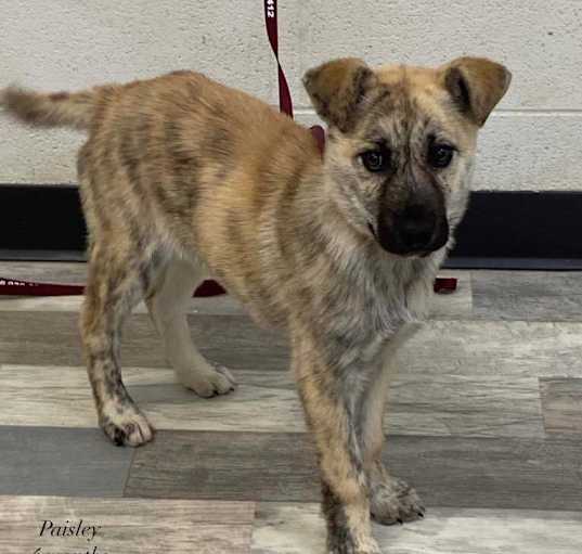 Photo of Paisley the Cur Mix