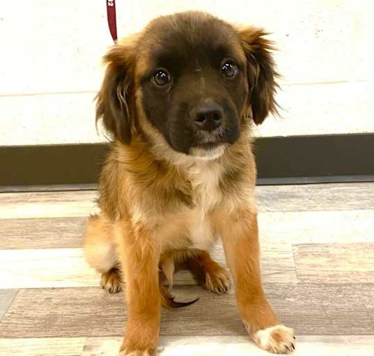 Photo of Rusty