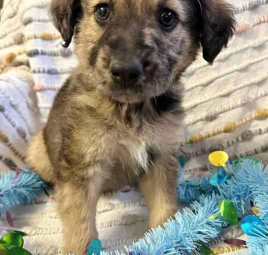 Photo of Thumper the Aussie/Lab