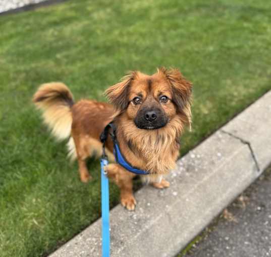 Photo of Acorn