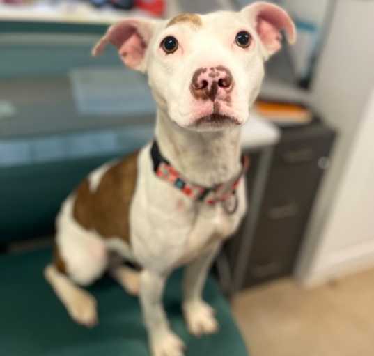 Photo of Athena