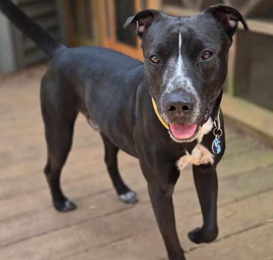 Photo of Scout