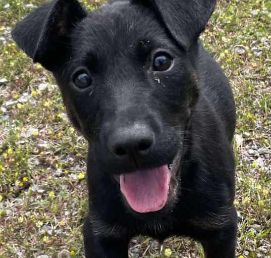Photo of DARLA/URGENT