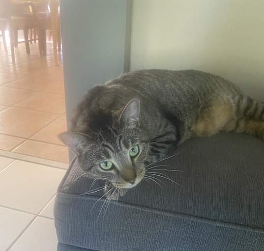 Photo of Tippy