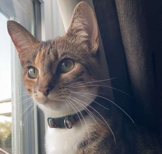 Photo of Bella