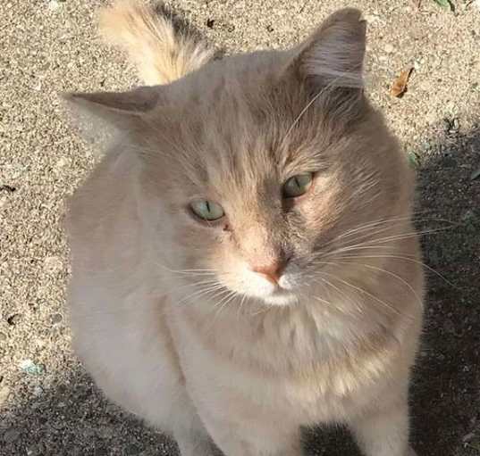 Photo of Leo