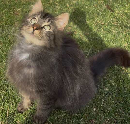 Photo of Fluffkins