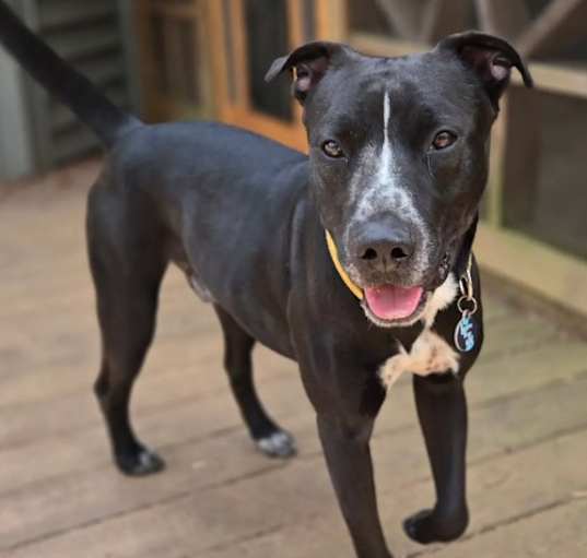 Photo of Scout