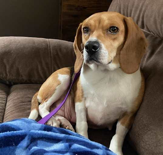 Photo of Clover