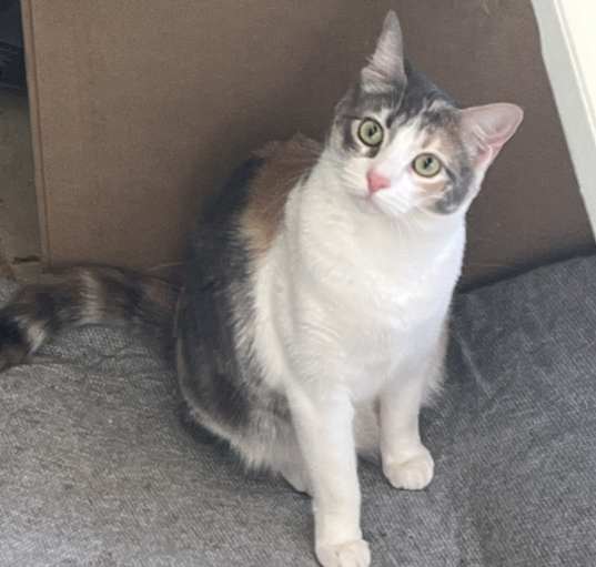 Photo of Peach
