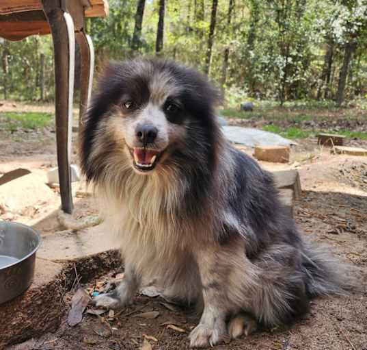 Photo of Oreo