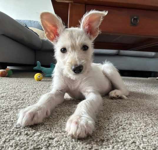 Photo of Lainey